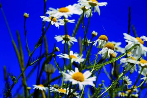 Die Pflanzenheilkunde, die so genannte Phytotherapie, war bis zum Ende des 19. Jahrhunderts die wichtigste Medizinlehre überhaupt. Foto: Wolfgang Dirscherl/pixelio.de/Schwabe/akz-o
