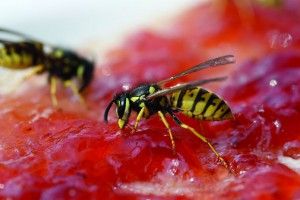 txn-p. Ob Marmeladenbrot oder Grillbuffet: Wo Menschen im Freien essen, sind Wespen meist nicht weit - zumindest im Sommer. Um nicht gestochen zu werden, ist es wichtig, ruhig zu bleiben. Foto: digitier/Panthermedia/Barmenia Ein Allergie-Notfallset für Bienen- und Wespenstiche besteht aus verschiedenen Medikamenten. Neben Kortison und einem Antihistaminikum in flüssiger Form enthält es ein Präparat mit Adrenalin, das sich der Patient selbst in den Oberschenkel spritzen kann - oder jemand anders übernimmt das. Weil die Wirkung sofort einsetzt, ist das Medikament für Betroffene lebensrettend.